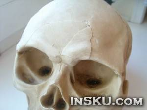 Verisimilar Human Skull Skull Head Hallowmas Prop Gadget Display. Обзор на InSKU.com