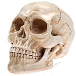 Verisimilar Human Skull Skull Head Hallowmas Prop Gadget Display